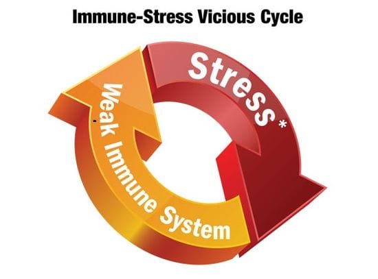 How Stress Impacts The Immune System